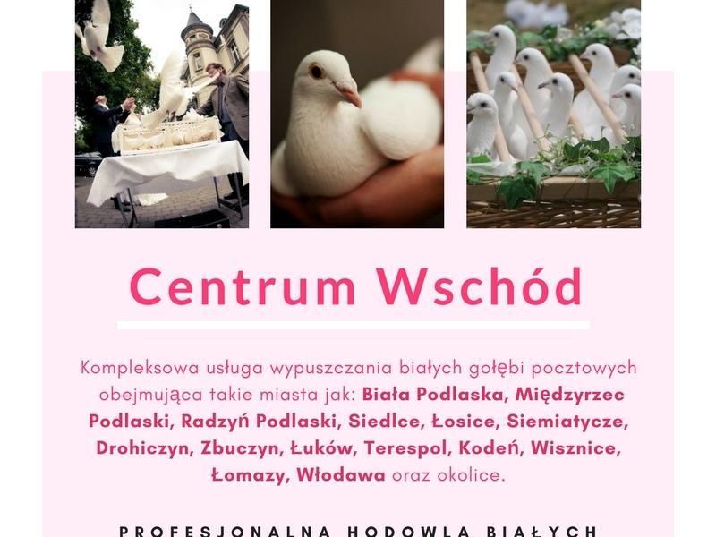 Białe gołębie na ślub całe woj. lubelskie i okolice